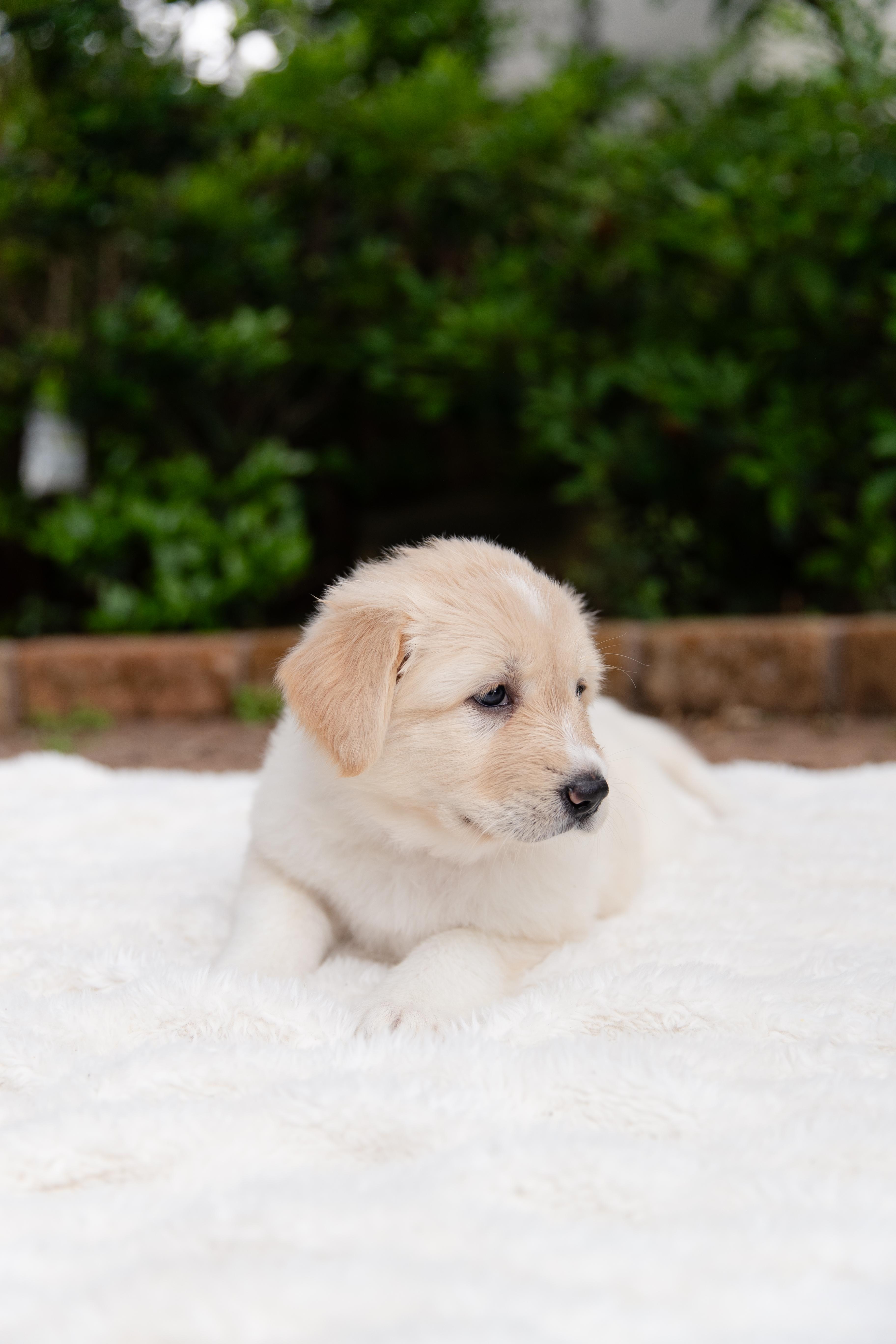 Enlarge Gloria, an adopted mixed breed in Pflugerville, TX image 2/6