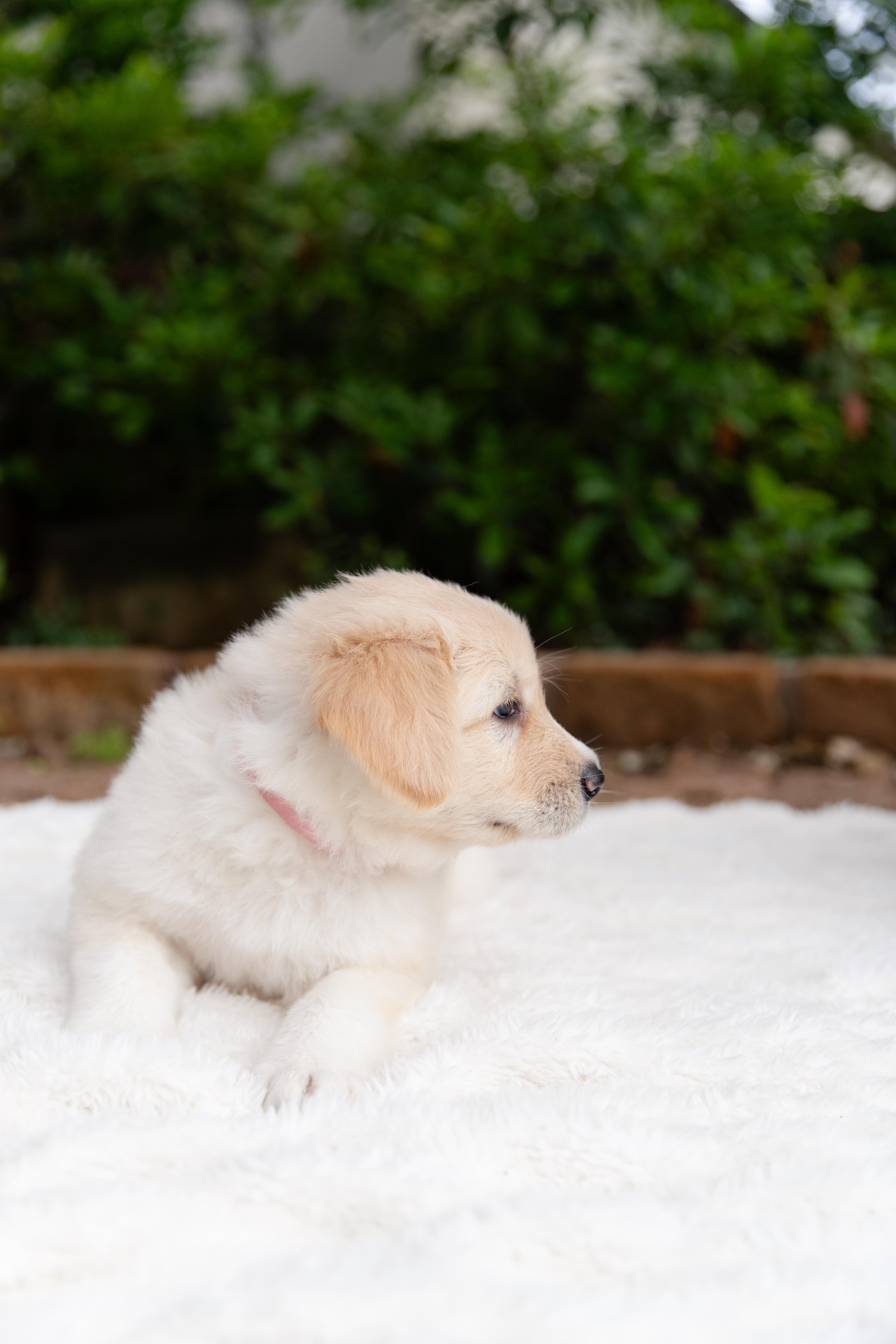 Enlarge Gloria, an adopted mixed breed in Pflugerville, TX image 5/6