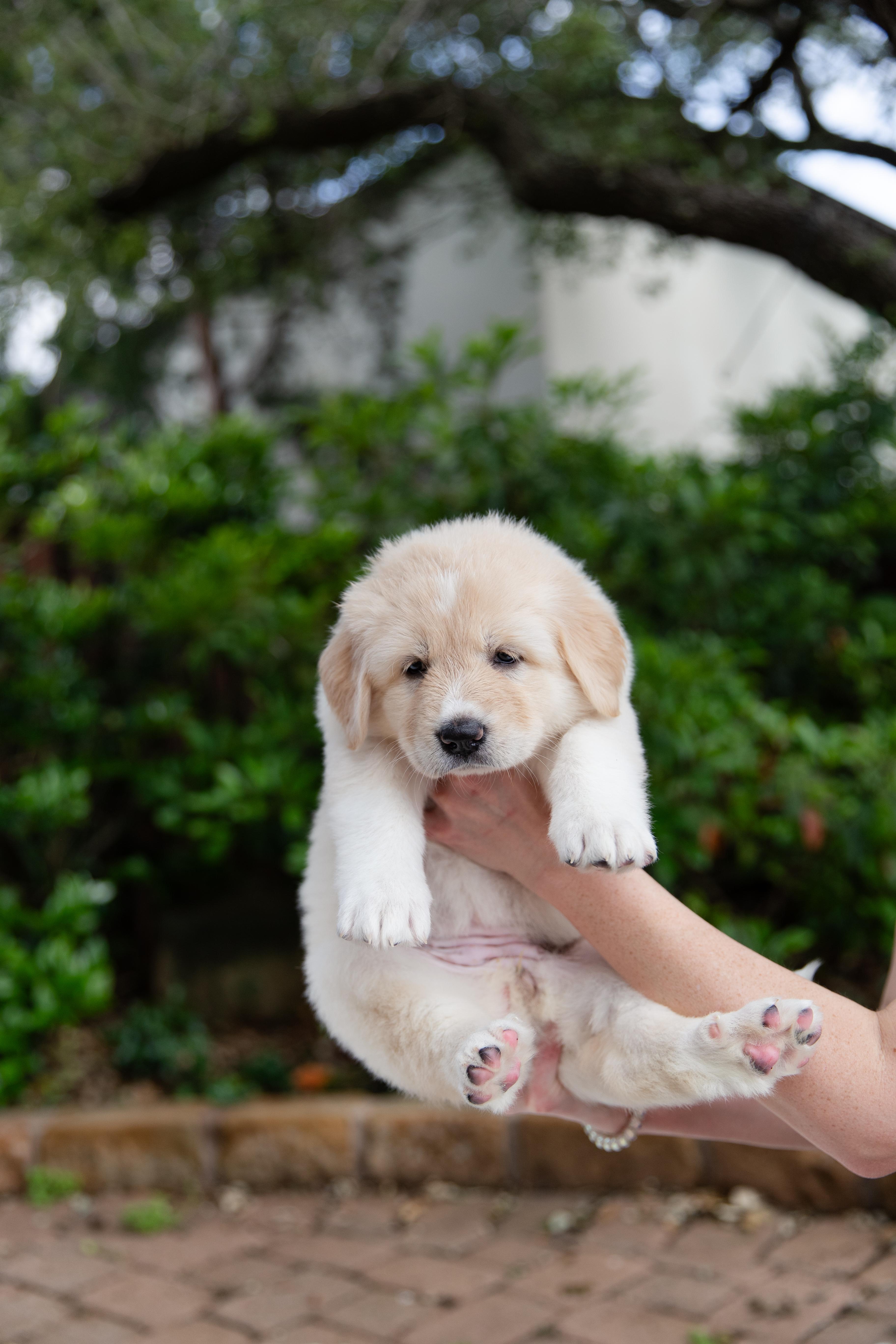 Enlarge Gloria, an adopted mixed breed in Pflugerville, TX image 4/6