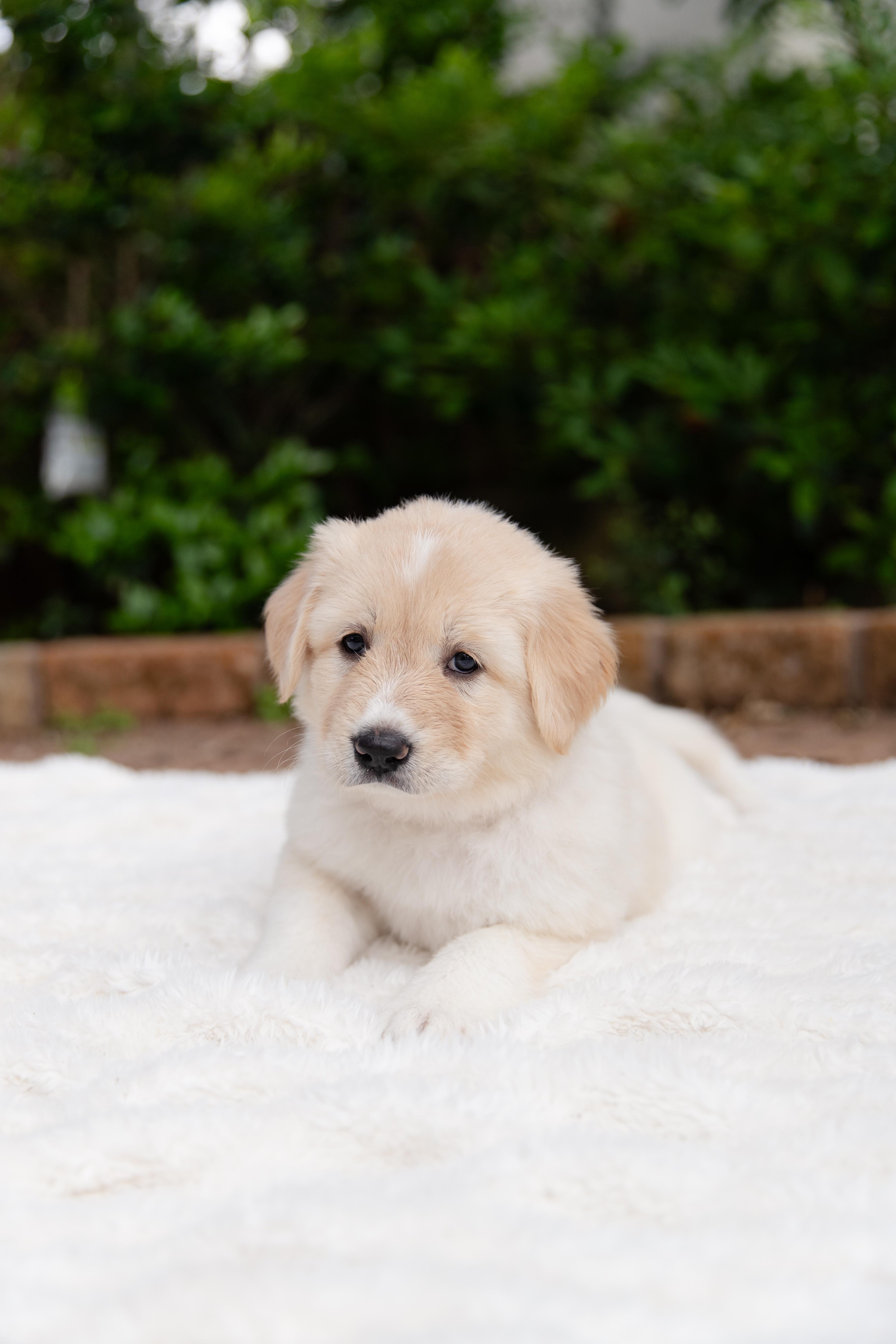 Gloria, adopted, Puppy Female Labrador Retriever.