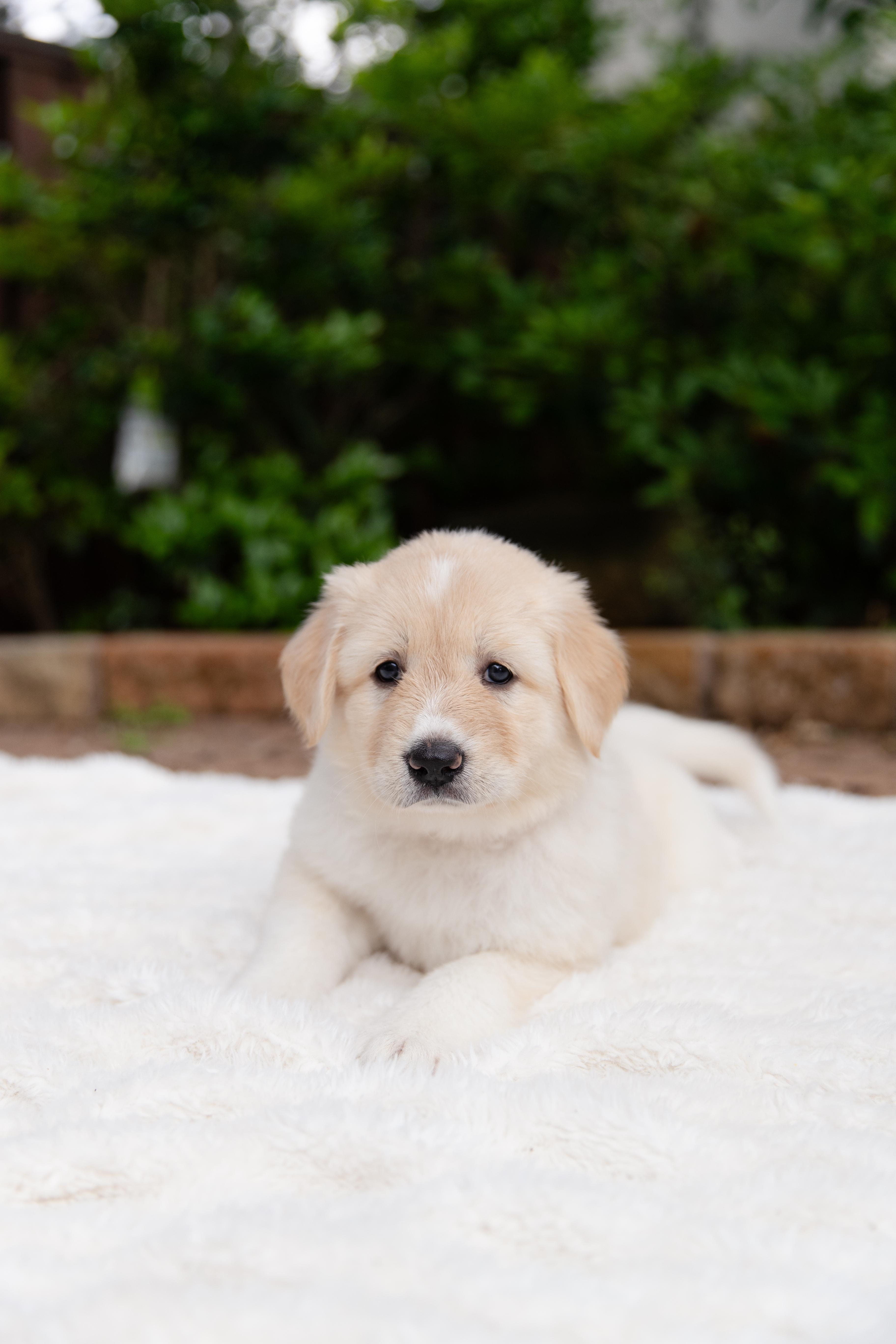 Enlarge Gloria, an adopted mixed breed in Pflugerville, TX image 6/6