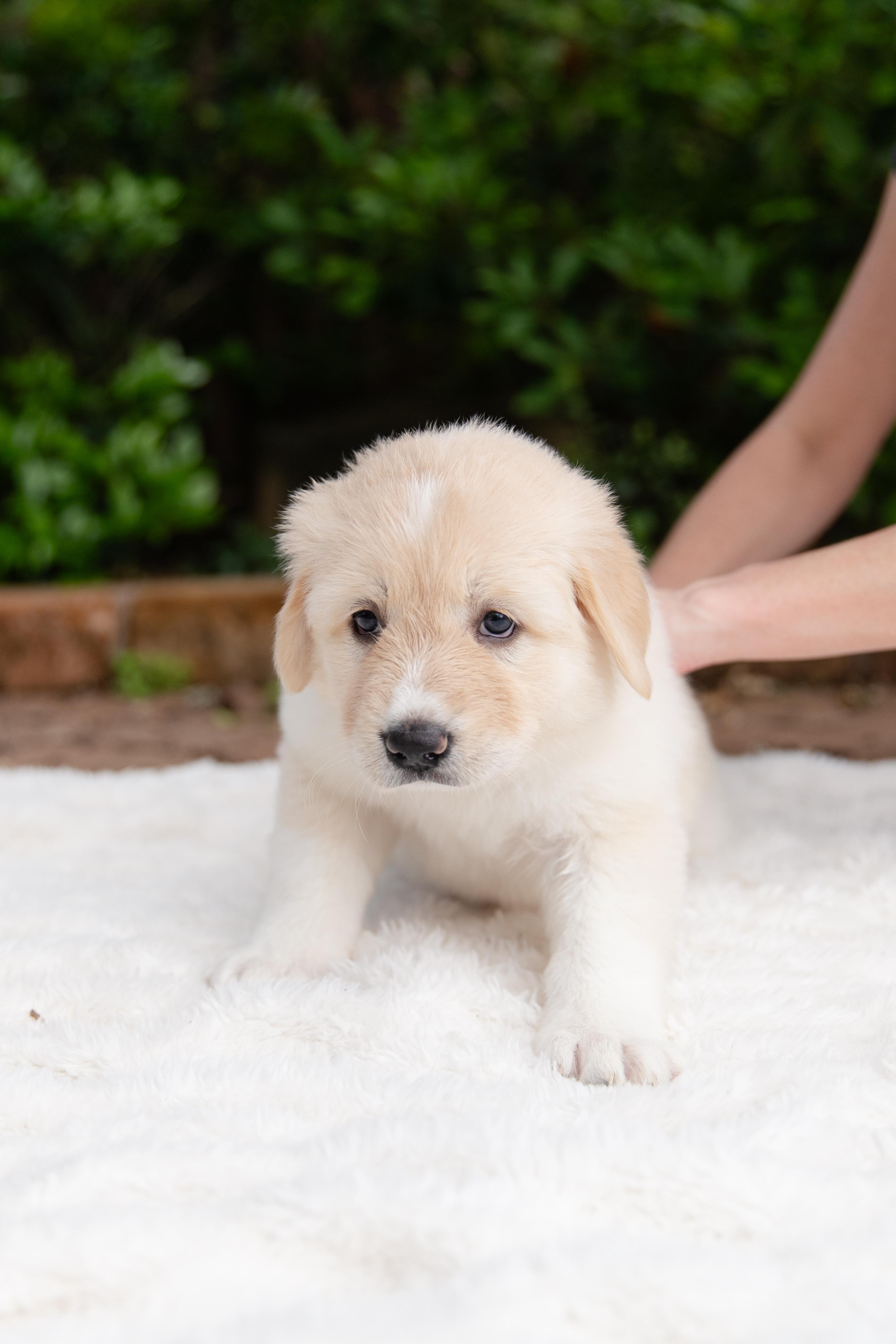 Enlarge Gloria, an adopted mixed breed in Pflugerville, TX image 3/6