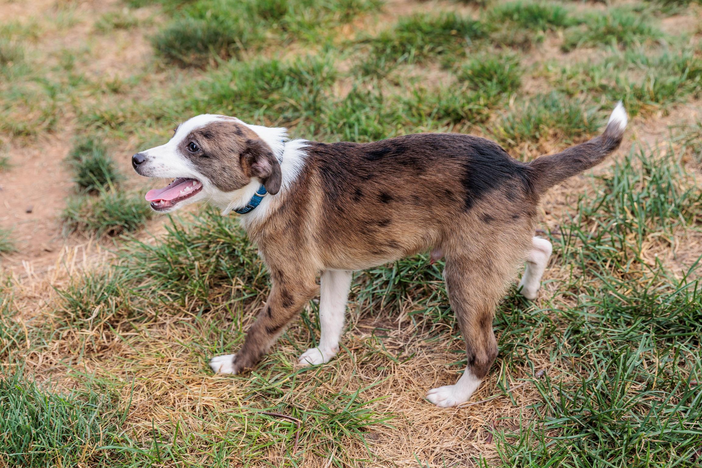 Carsen (Meet me 8/15), a Adoptable mixed breed in Warrenton, VA image 4/6