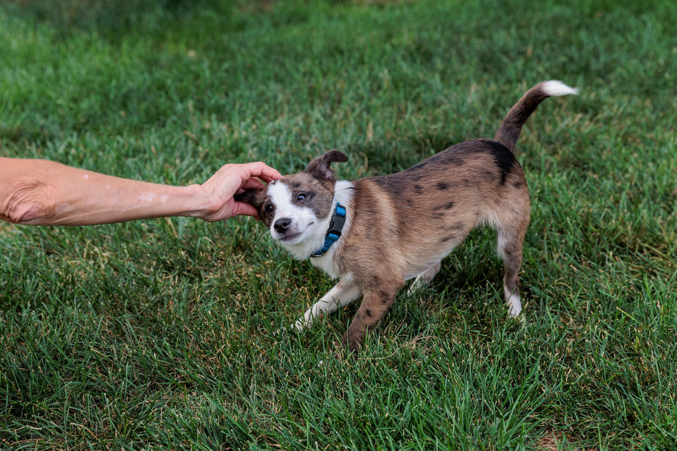 Carsen (Meet me 8/15), a Adoptable mixed breed in Warrenton, VA image 6/6