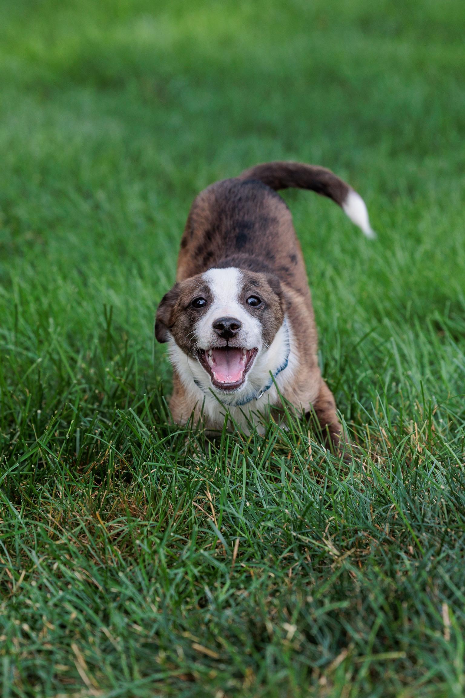 Carsen (Meet me 8/15), a Adoptable mixed breed in Warrenton, VA image 1/6