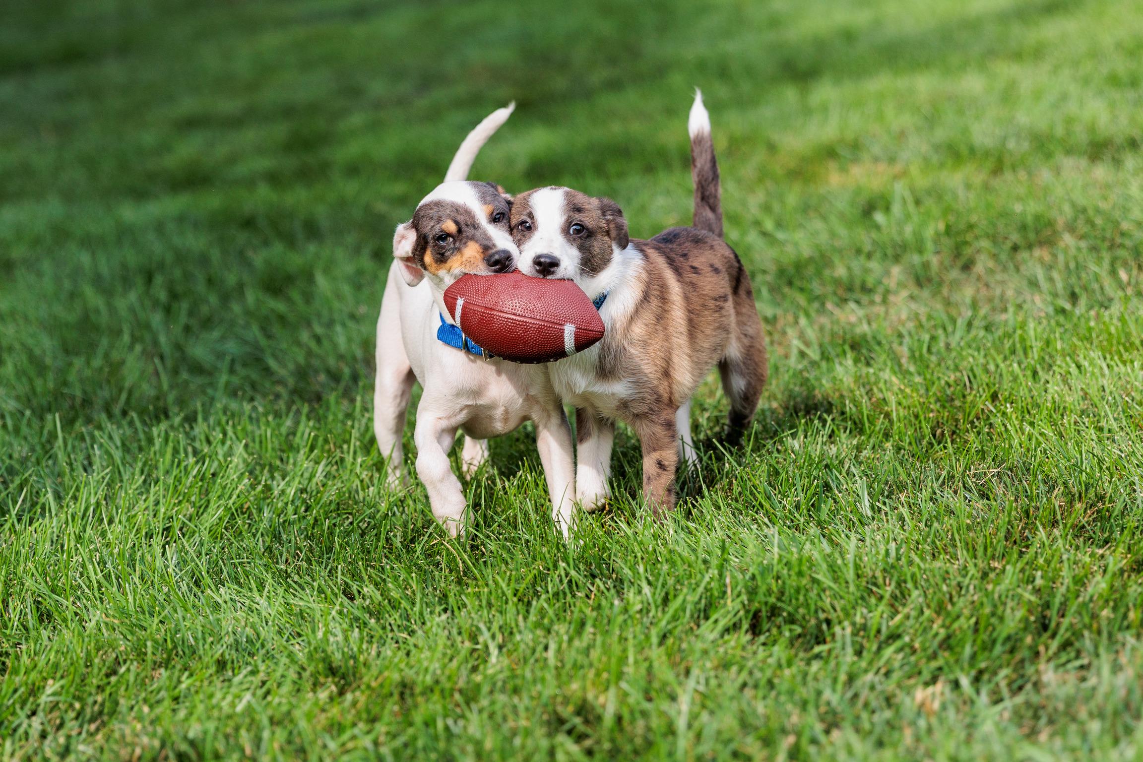 Carsen (Meet me 8/15), a Adoptable mixed breed in Warrenton, VA image 5/6