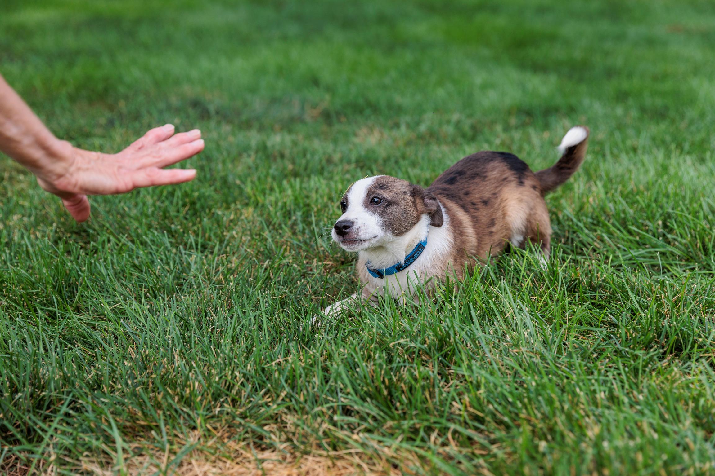 Carsen (Meet me 8/15), a Adoptable mixed breed in Warrenton, VA image 3/6