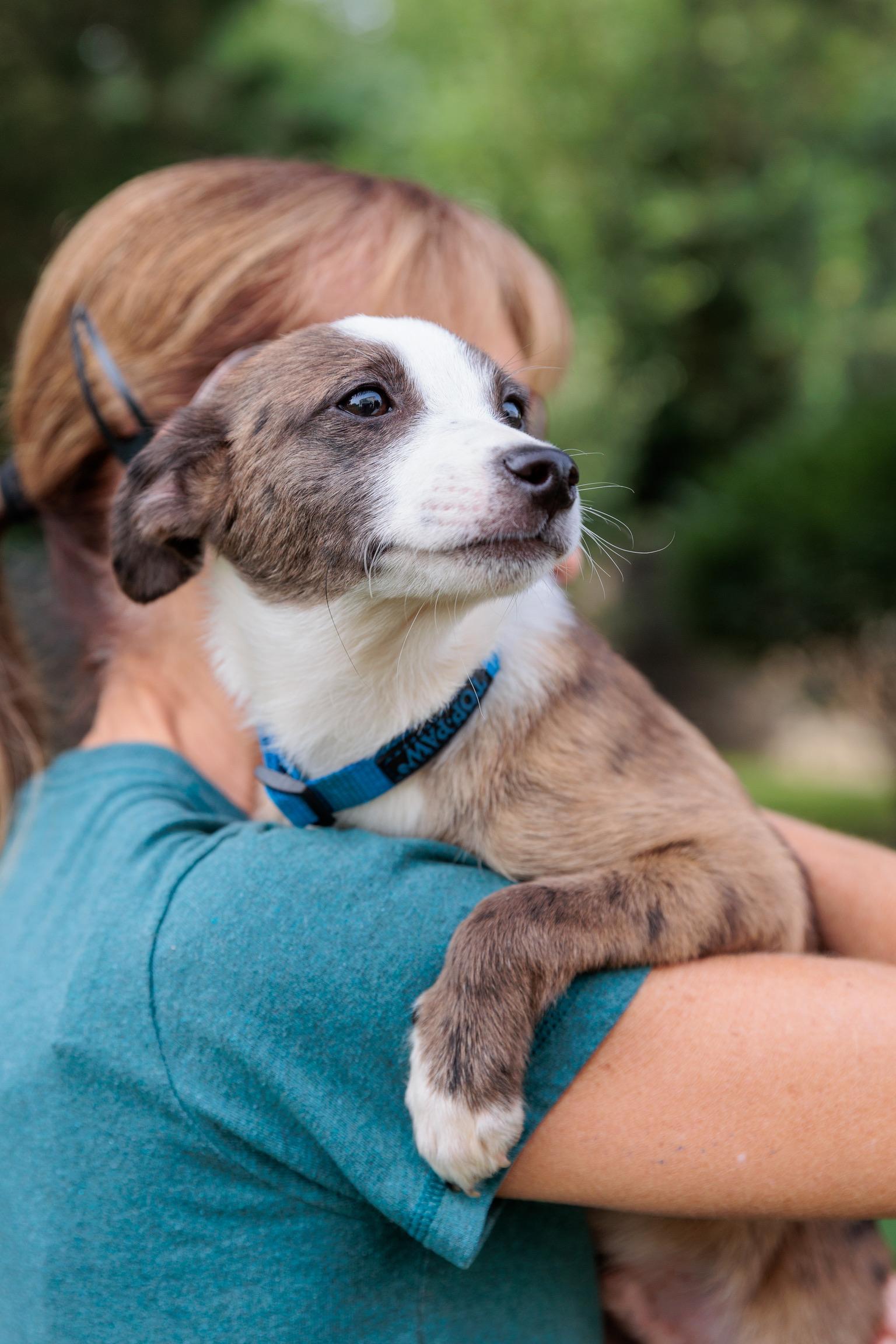 Carsen (Meet me 8/15), a Adoptable mixed breed in Warrenton, VA image 2/6