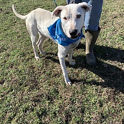 Bullseye, a Adoptable mixed breed in Ashdown, AR image 1/8
