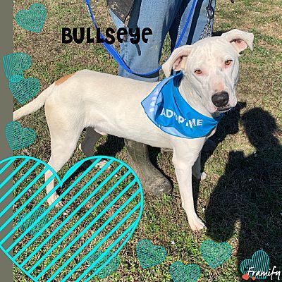 Bullseye, a Adoptable mixed breed in Ashdown, AR image 2/8