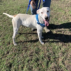 Bullseye, a Adoptable mixed breed in Ashdown, AR image 3/8