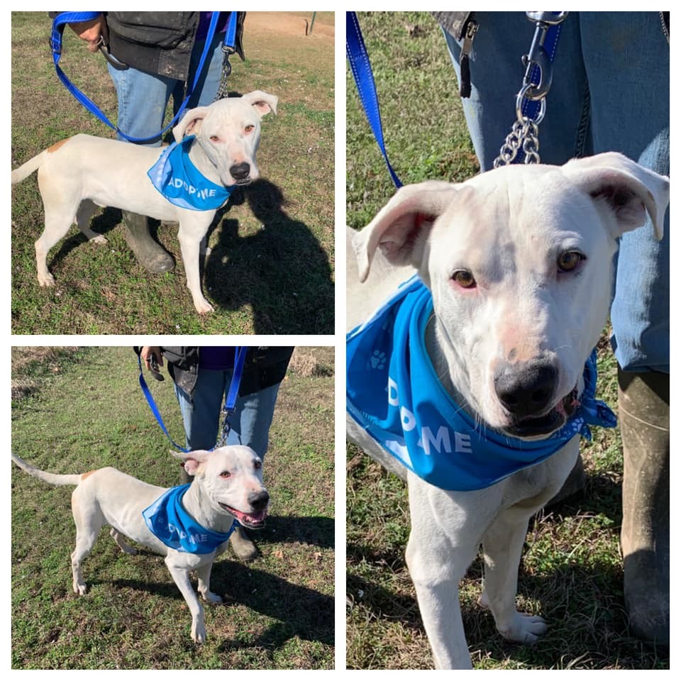 Bullseye, a Adoptable mixed breed in Ashdown, AR image 4/8
