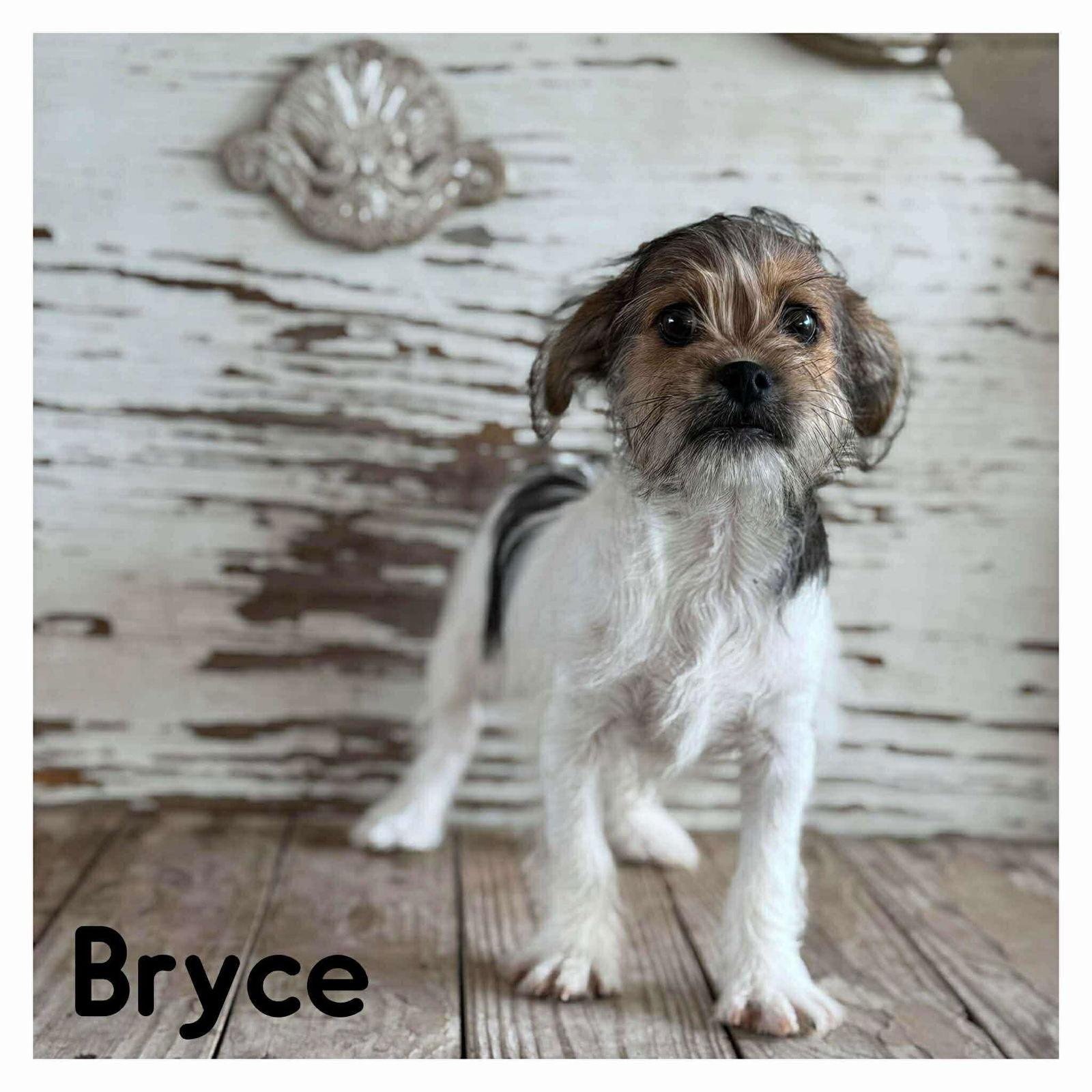 Nathalie's Bryce TX, Adoptable, Puppy Male Terrier.