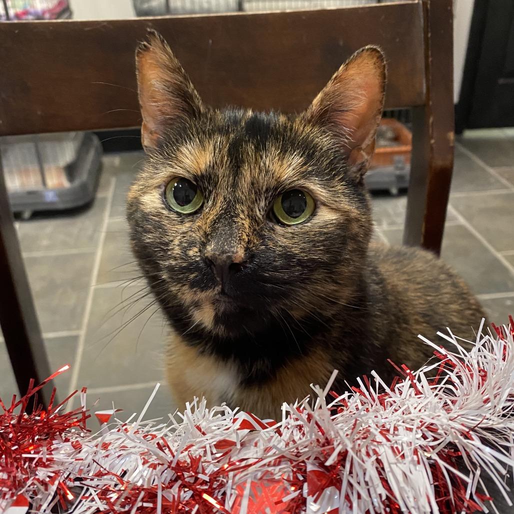 Veronica, Adoptable, Adult Female Domestic Short Hair.