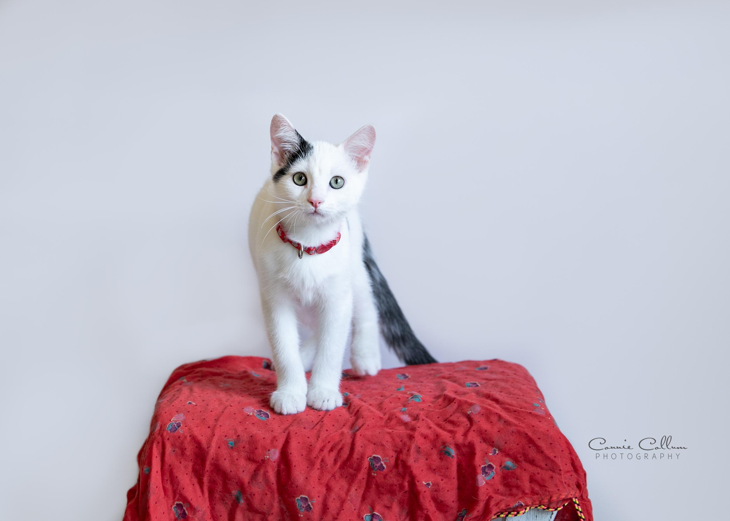 Enlarge Cow Cow, a ADOPTABLE mixed breed in Homewood, AL image 2/4