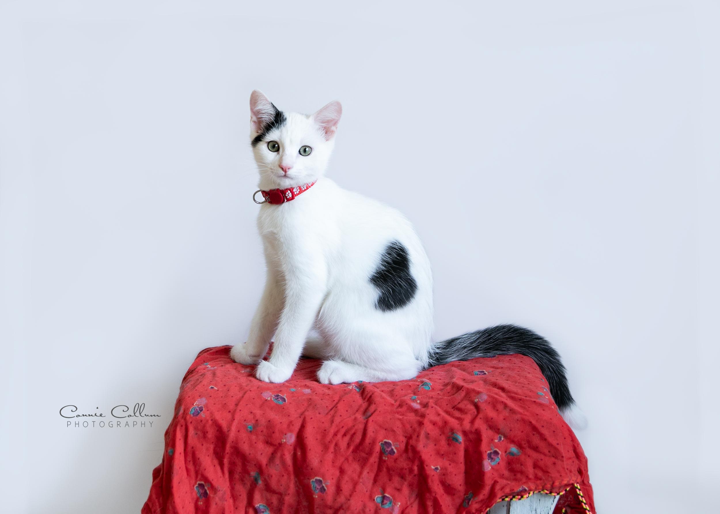 Enlarge Cow Cow, a ADOPTABLE mixed breed in Homewood, AL image 3/4