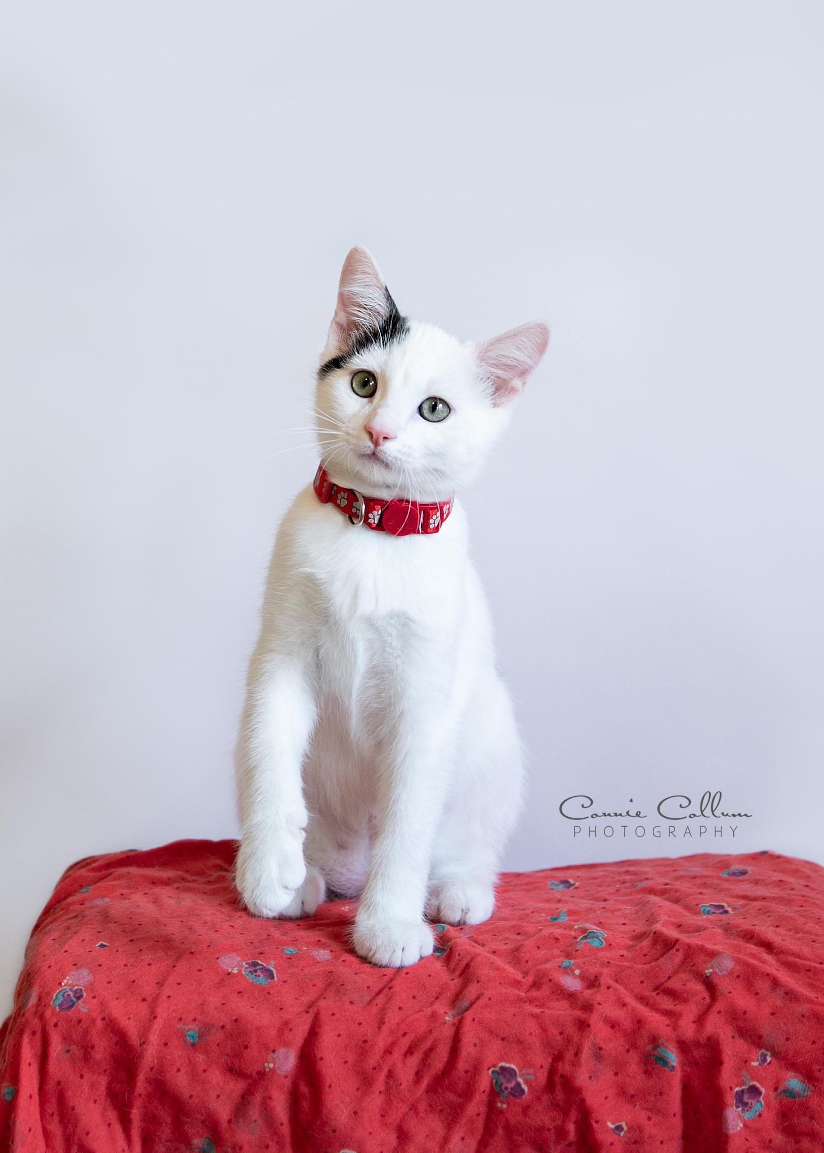 Cow Cow, ADOPTABLE, Young Male Domestic Short Hair.