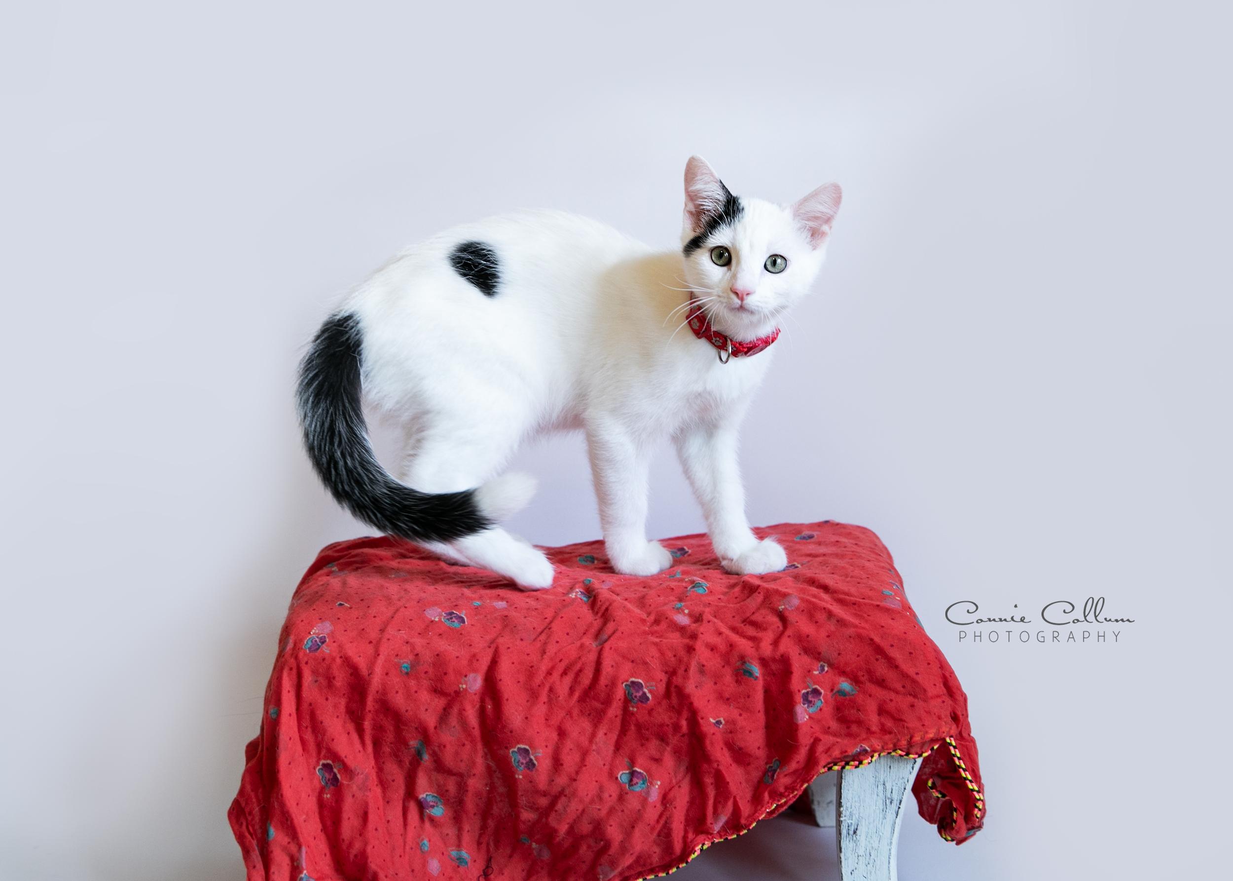 Enlarge Cow Cow, a ADOPTABLE mixed breed in Homewood, AL image 4/4
