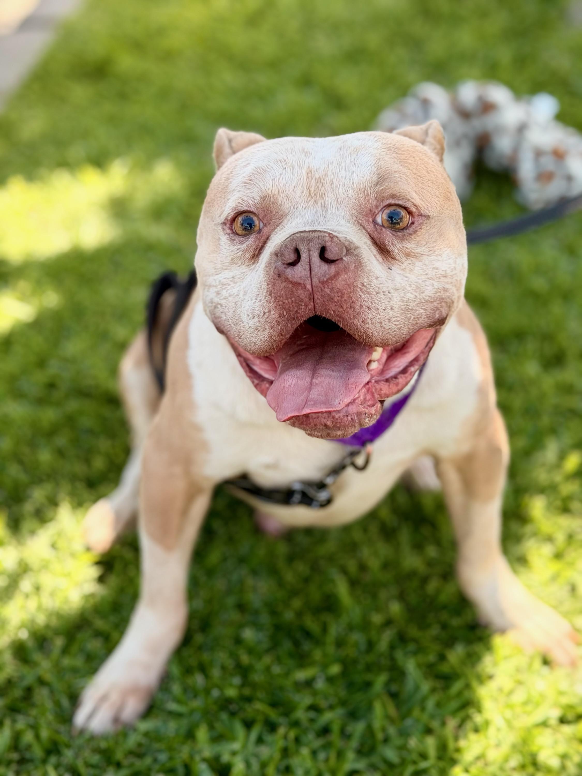 Nipsey, a Adoptable mixed breed in North Hollywood, CA image 3/5