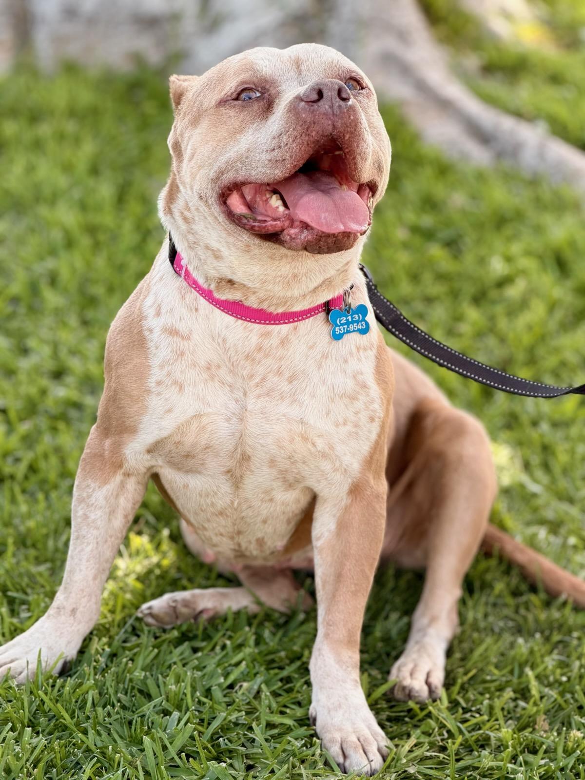 Nipsey, a Adoptable mixed breed in North Hollywood, CA image 2/5
