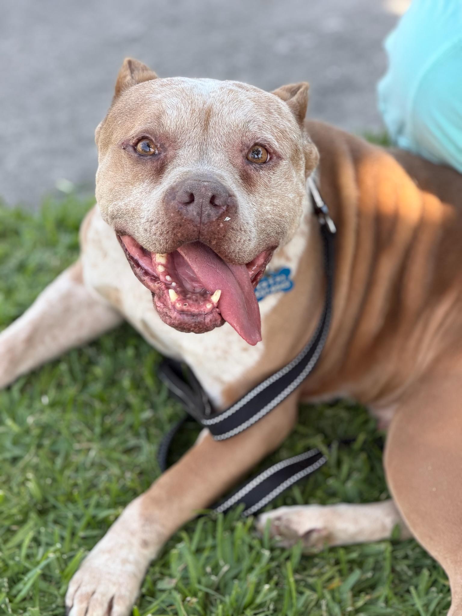 Nipsey, Adoptable, Adult Male American Staffordshire Terrier.