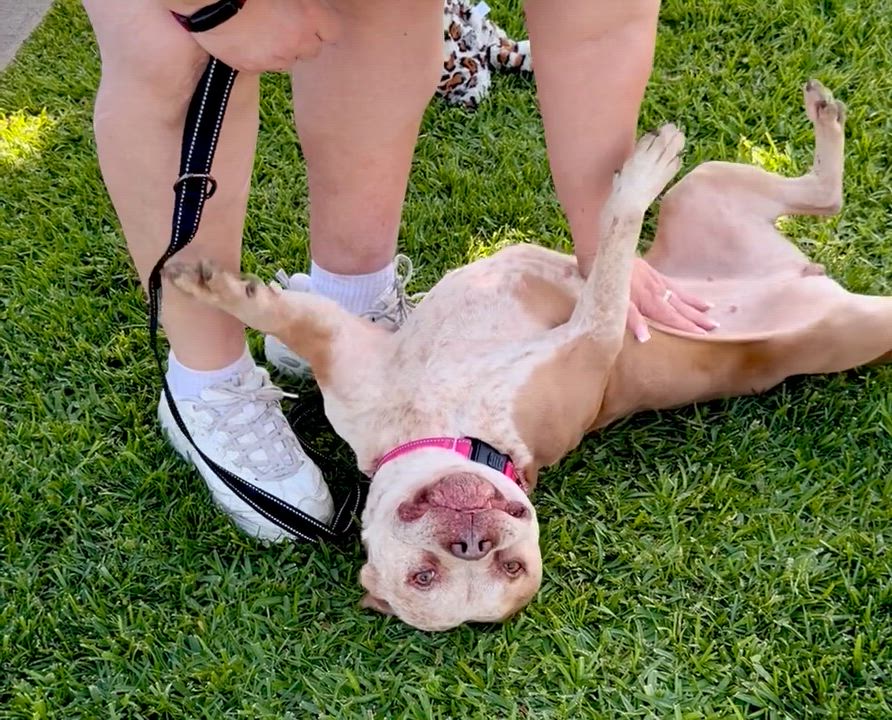 Enlarge Nipsey, a Adoptable mixed breed in North Hollywood, CA video 4/5