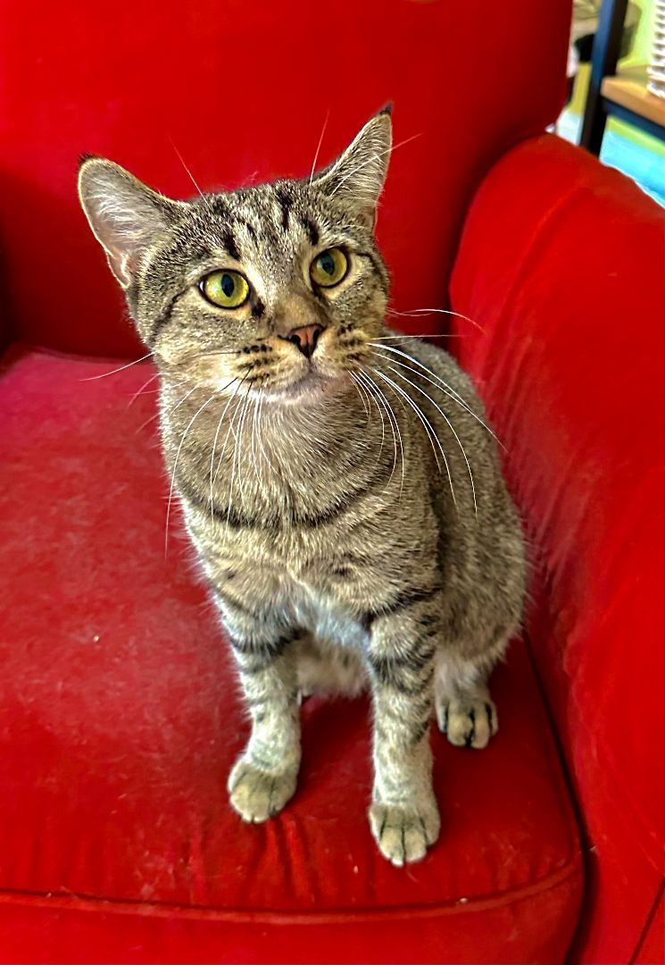 Ash Lynx, a Adoptable Domestic Short Hair in Philadelphia, PA image 1/4