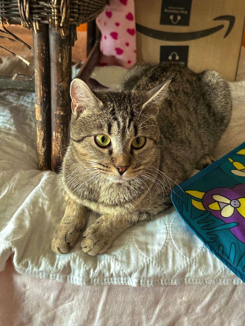 Ash Lynx, a Adoptable Domestic Short Hair in Philadelphia, PA image 2/4