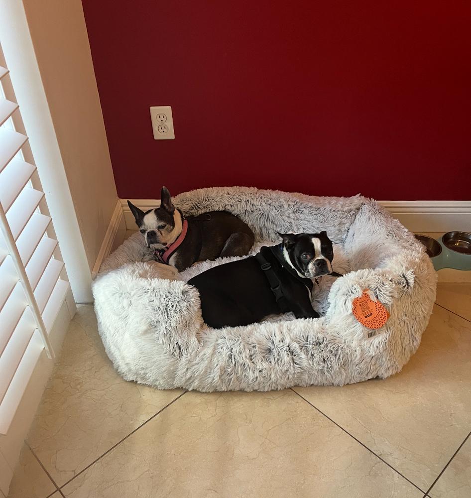 Tripp Gibson- Florida, a Adoptable Boston Terrier in Maryville, TN image 1/6