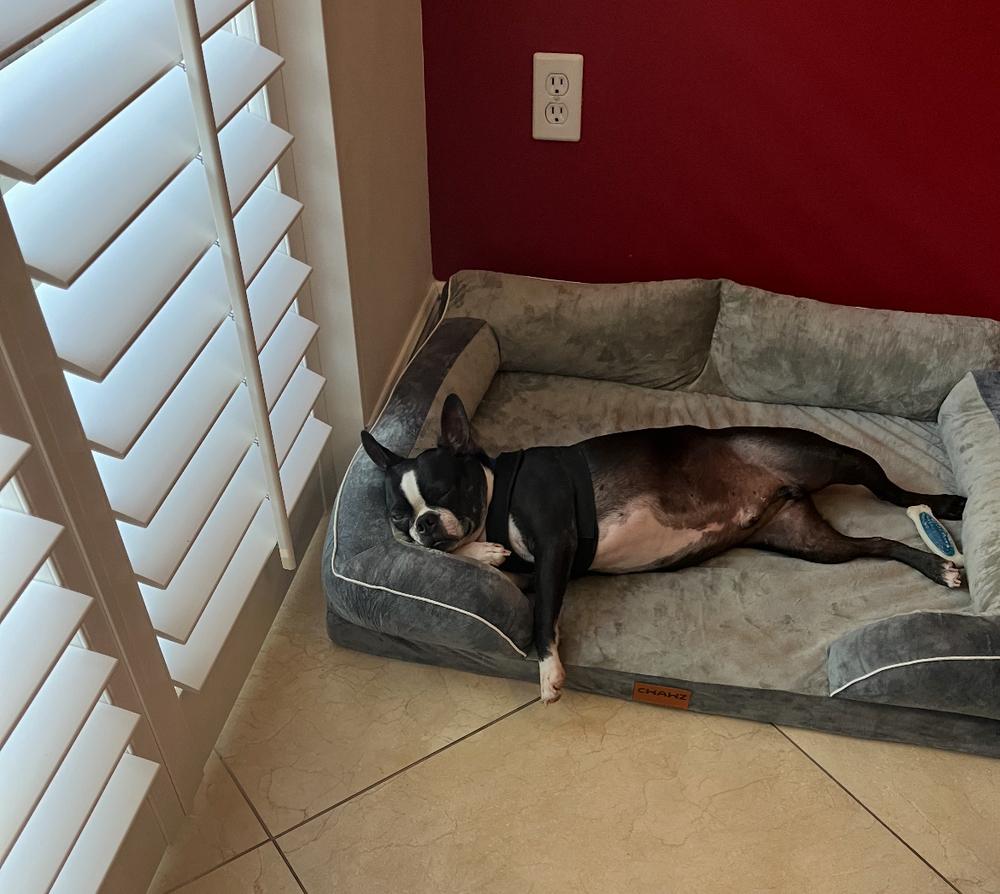 Tripp Gibson- Florida, a Adoptable Boston Terrier in Maryville, TN image 2/6