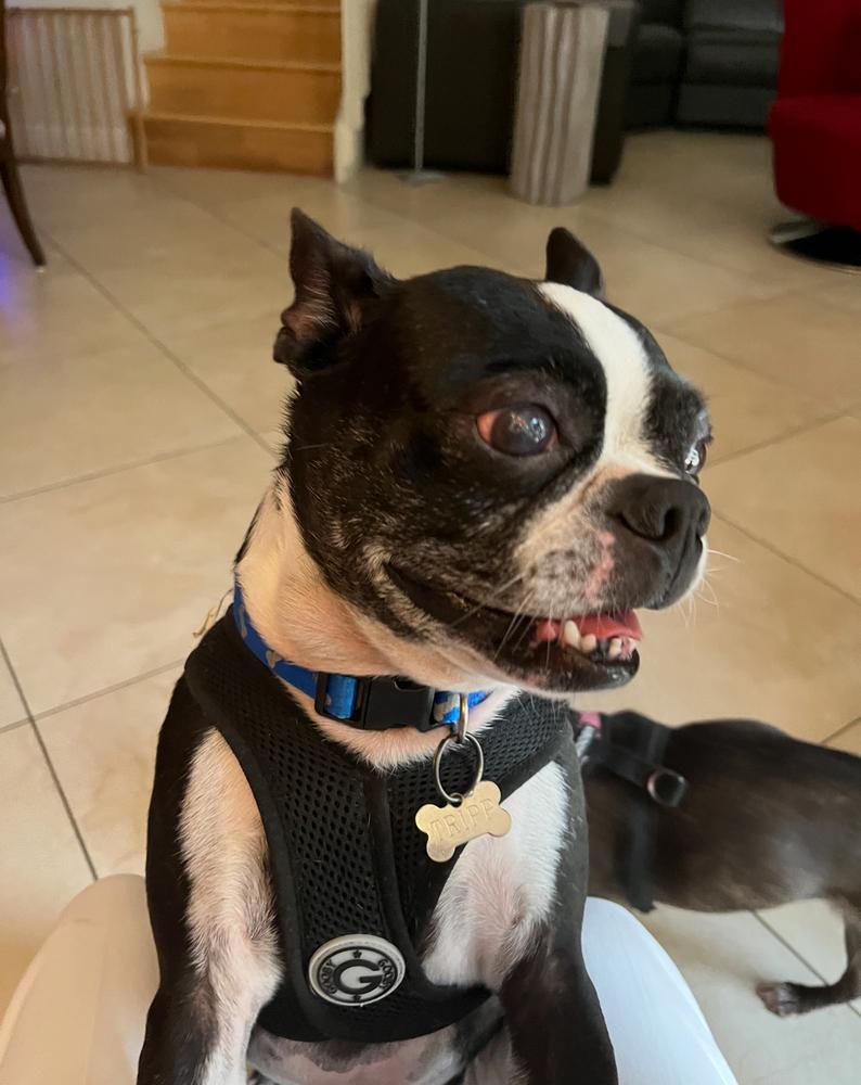 Tripp Gibson- Florida, a Adoptable Boston Terrier in Maryville, TN image 3/6