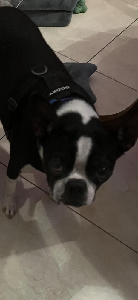 Tripp Gibson- Florida, a Adoptable Boston Terrier in Maryville, TN image 4/6