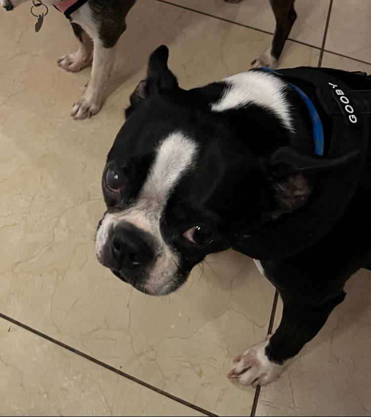 Tripp Gibson- Florida, a Adoptable Boston Terrier in Maryville, TN image 5/6