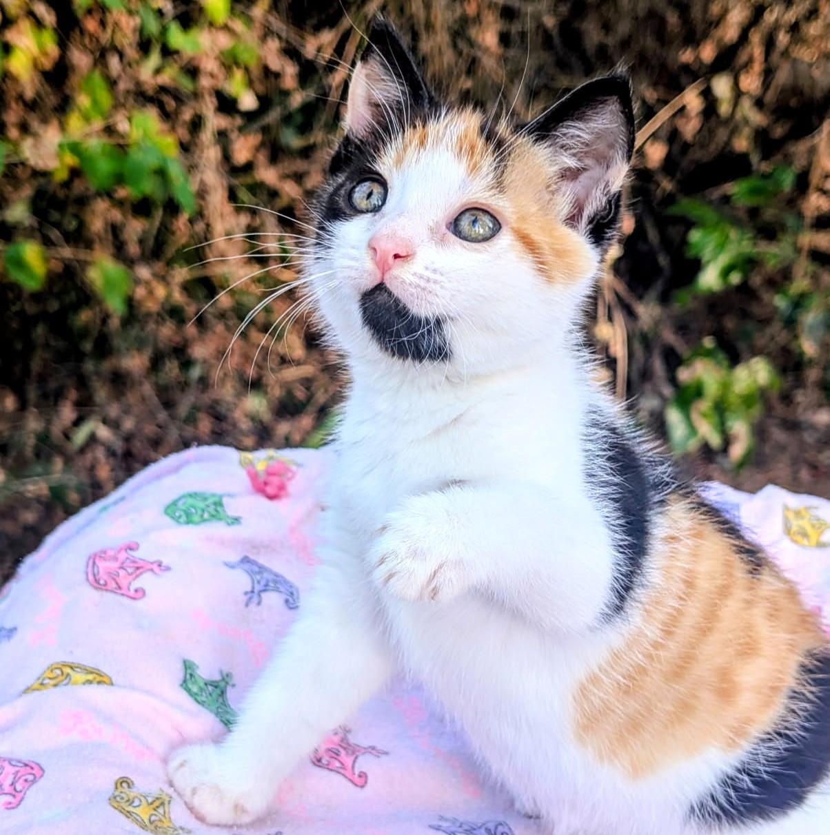 Enlarge Alice, Cute as a Bug's Ear, an adopted Calico in Newport, WA image 5/6