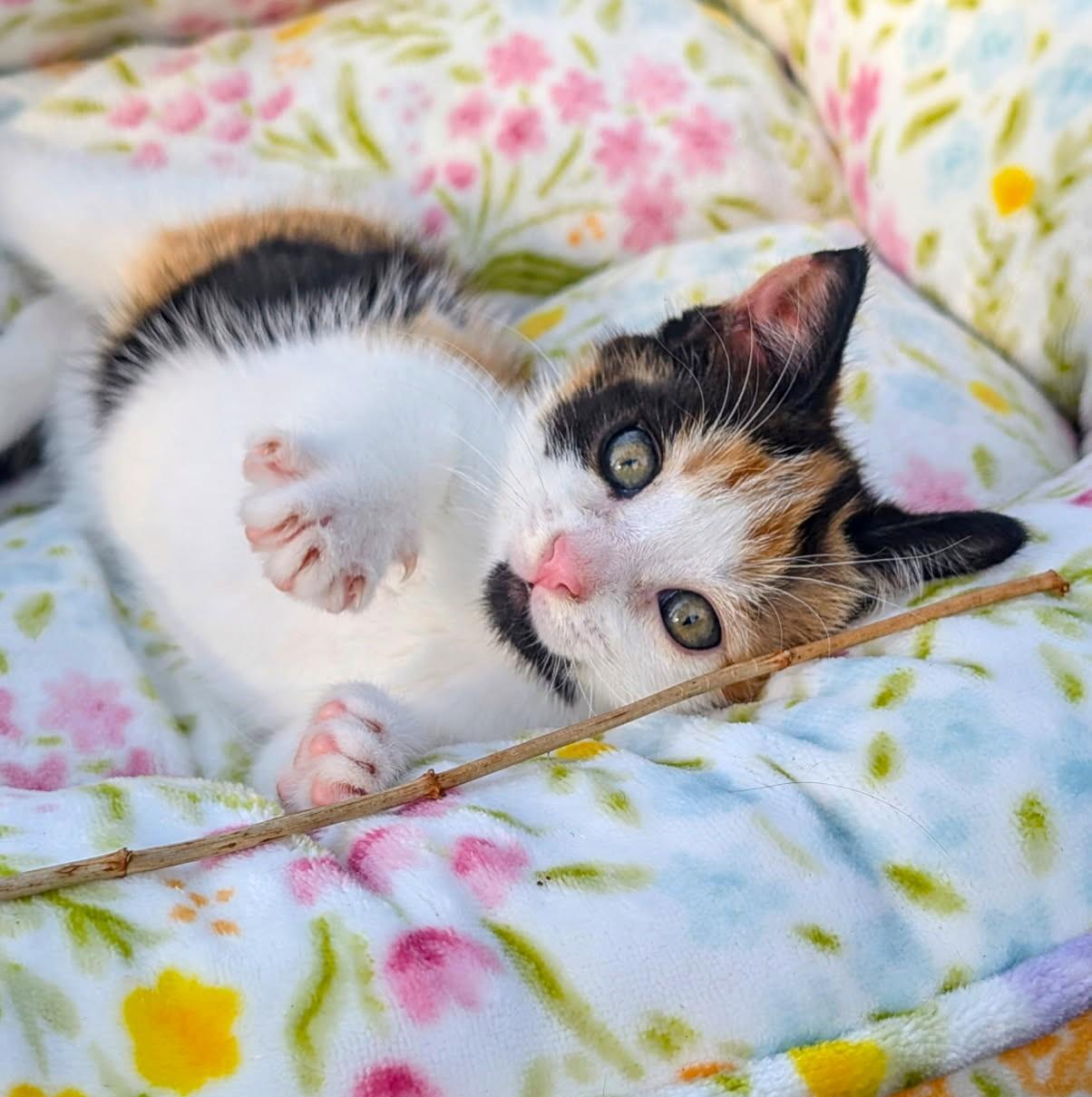 Enlarge Alice, Cute as a Bug's Ear, an adopted Calico in Newport, WA image 6/6