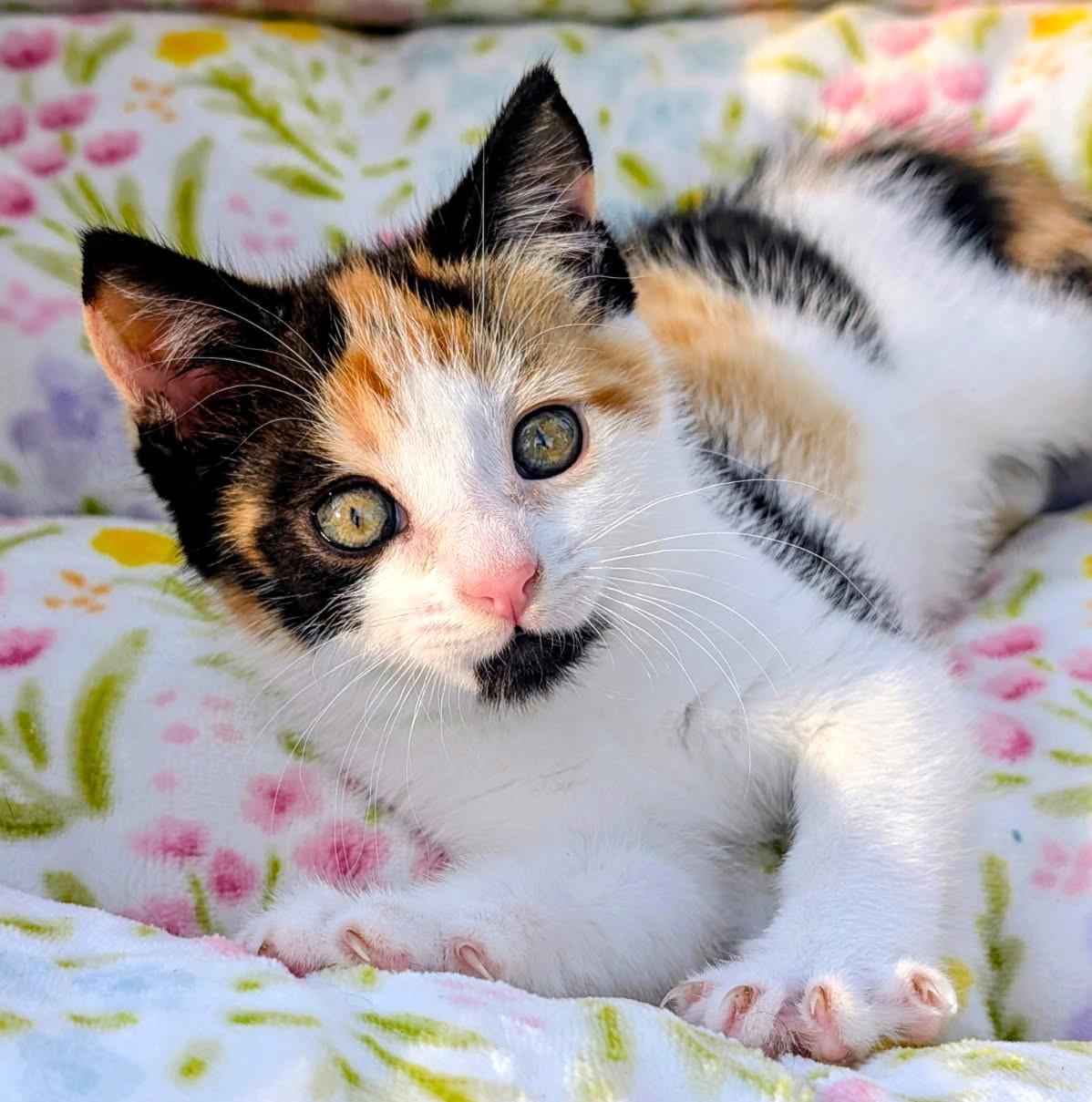 Enlarge Alice, Cute as a Bug's Ear, an adopted Calico in Newport, WA image 1/6
