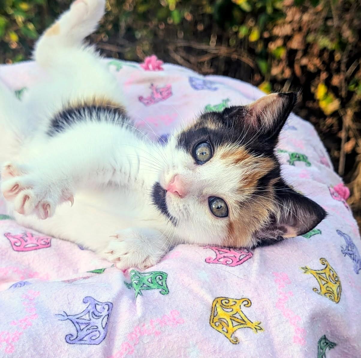Enlarge Alice, Cute as a Bug's Ear, an adopted Calico in Newport, WA image 4/6
