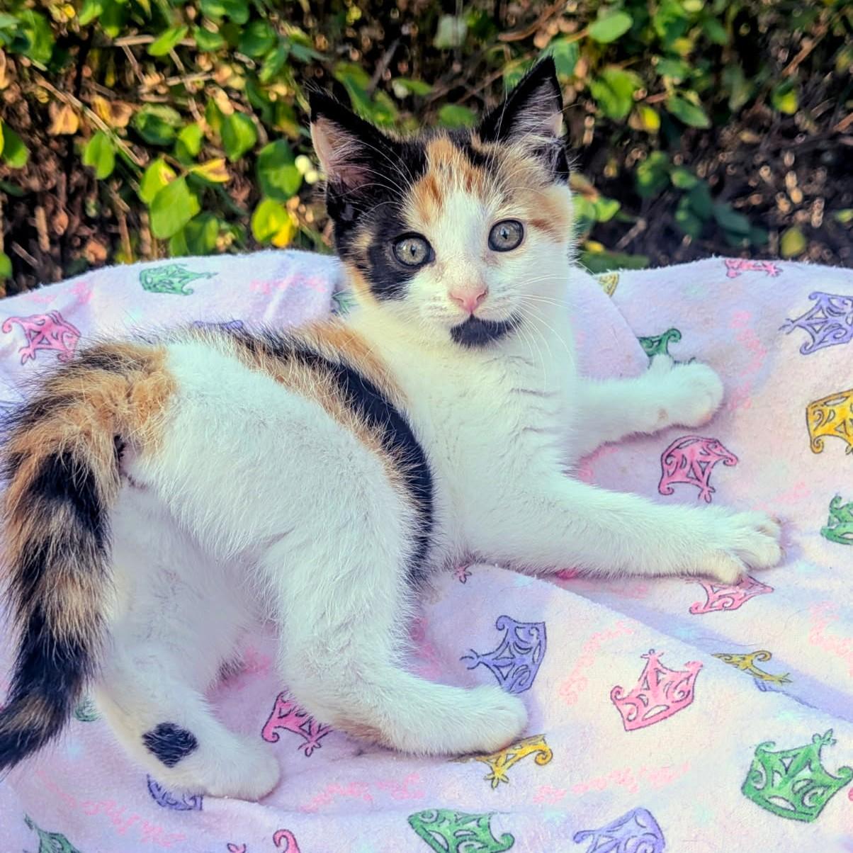 Enlarge Alice, Cute as a Bug's Ear, an adopted Calico in Newport, WA image 2/6