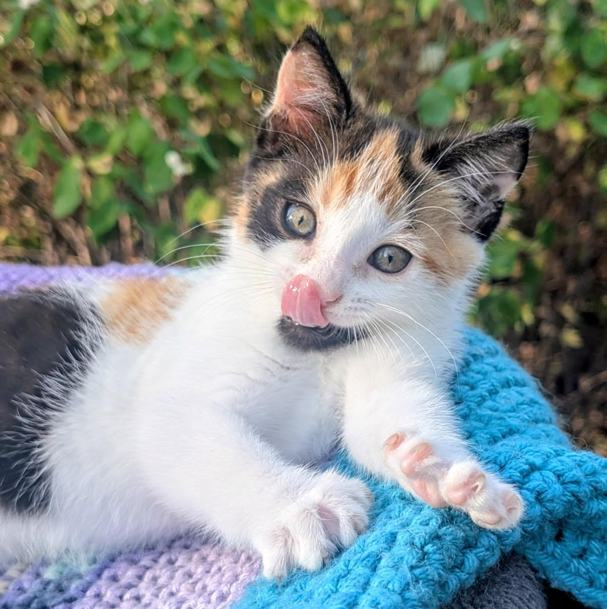 Enlarge Alice, Cute as a Bug's Ear, an adopted Calico in Newport, WA image 3/6