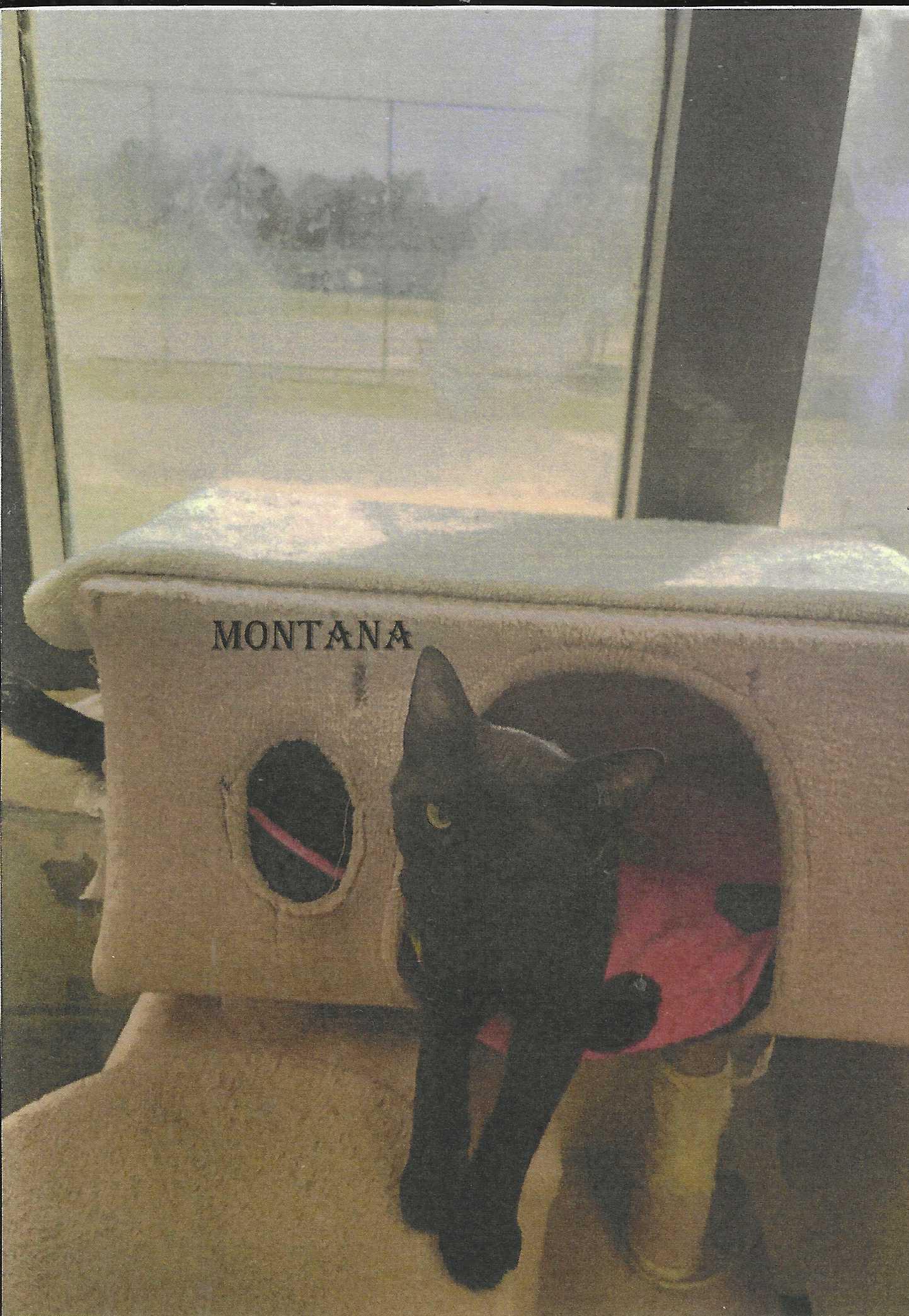 Enlarge Montana, a Adoptable Domestic Short Hair in Jackson, MS image 1/1