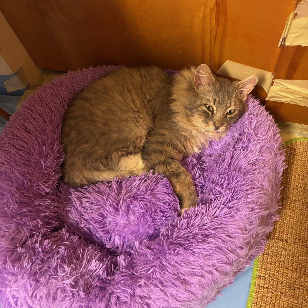 Enlarge Omar, a Adoptable Domestic Medium Hair in Salt Lake City, UT image 1/6