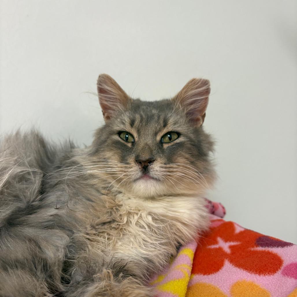 Enlarge Omar, a Adoptable Domestic Medium Hair in Salt Lake City, UT image 2/6