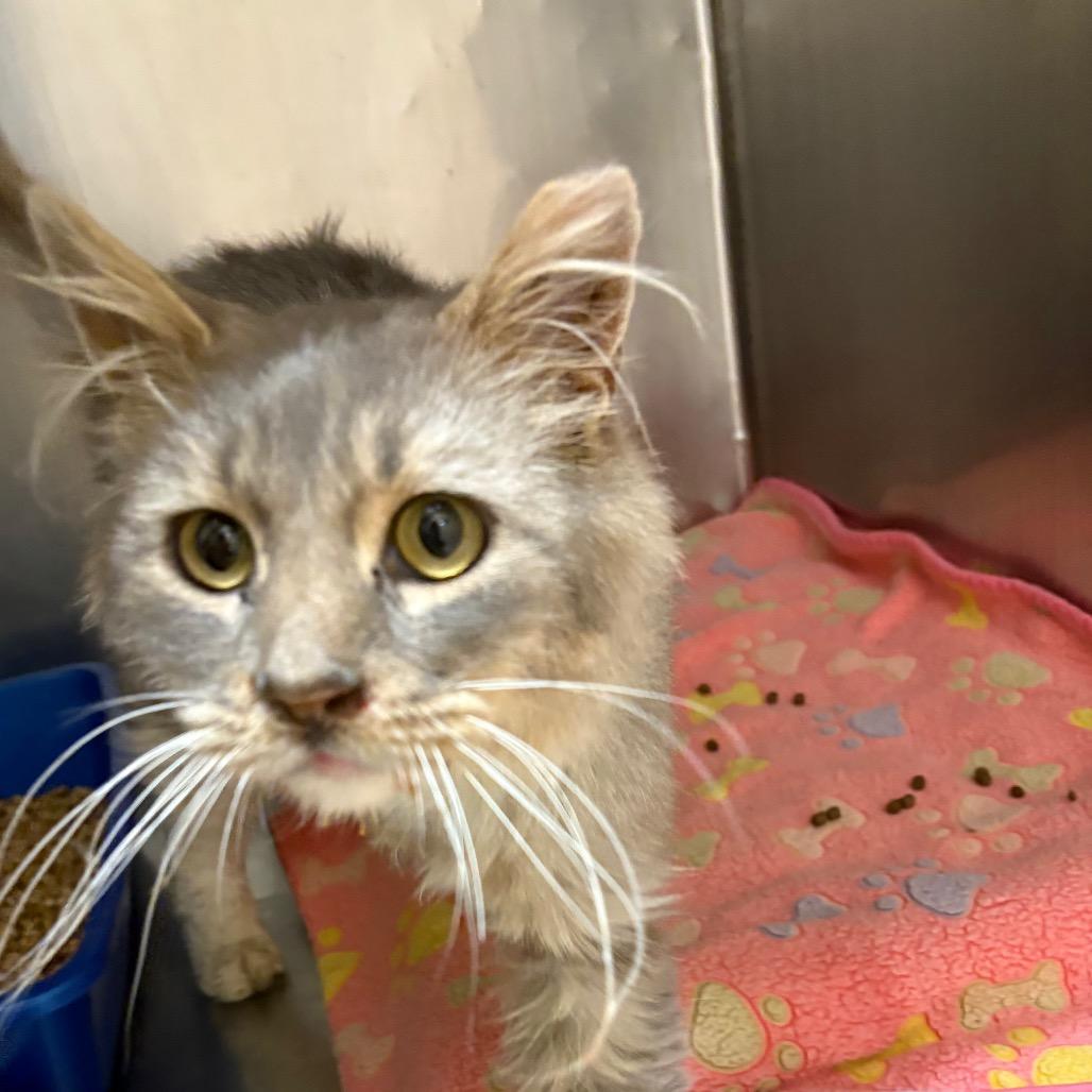 Enlarge Omar, a Adoptable Domestic Medium Hair in Salt Lake City, UT image 3/6