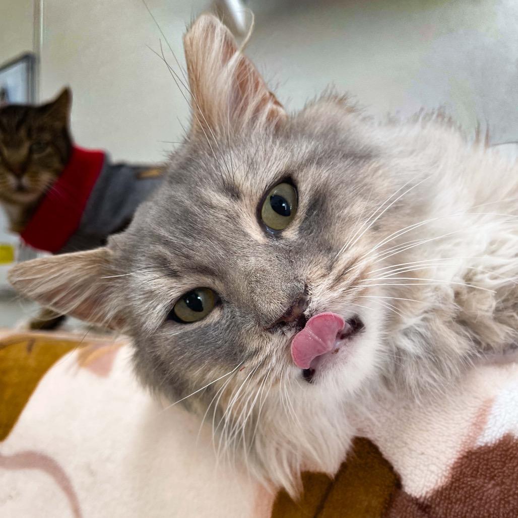 Enlarge Omar, a Adoptable Domestic Medium Hair in Salt Lake City, UT image 4/6