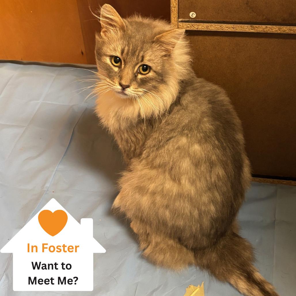 Enlarge Omar, a Adoptable Domestic Medium Hair in Salt Lake City, UT image 5/6