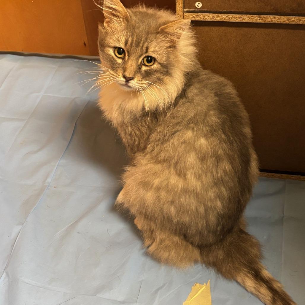 Enlarge Omar, a Adoptable Domestic Medium Hair in Salt Lake City, UT image 6/6