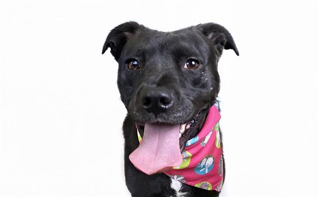 BROWNIE, Adoptable, Young Female Pit Bull Terrier.