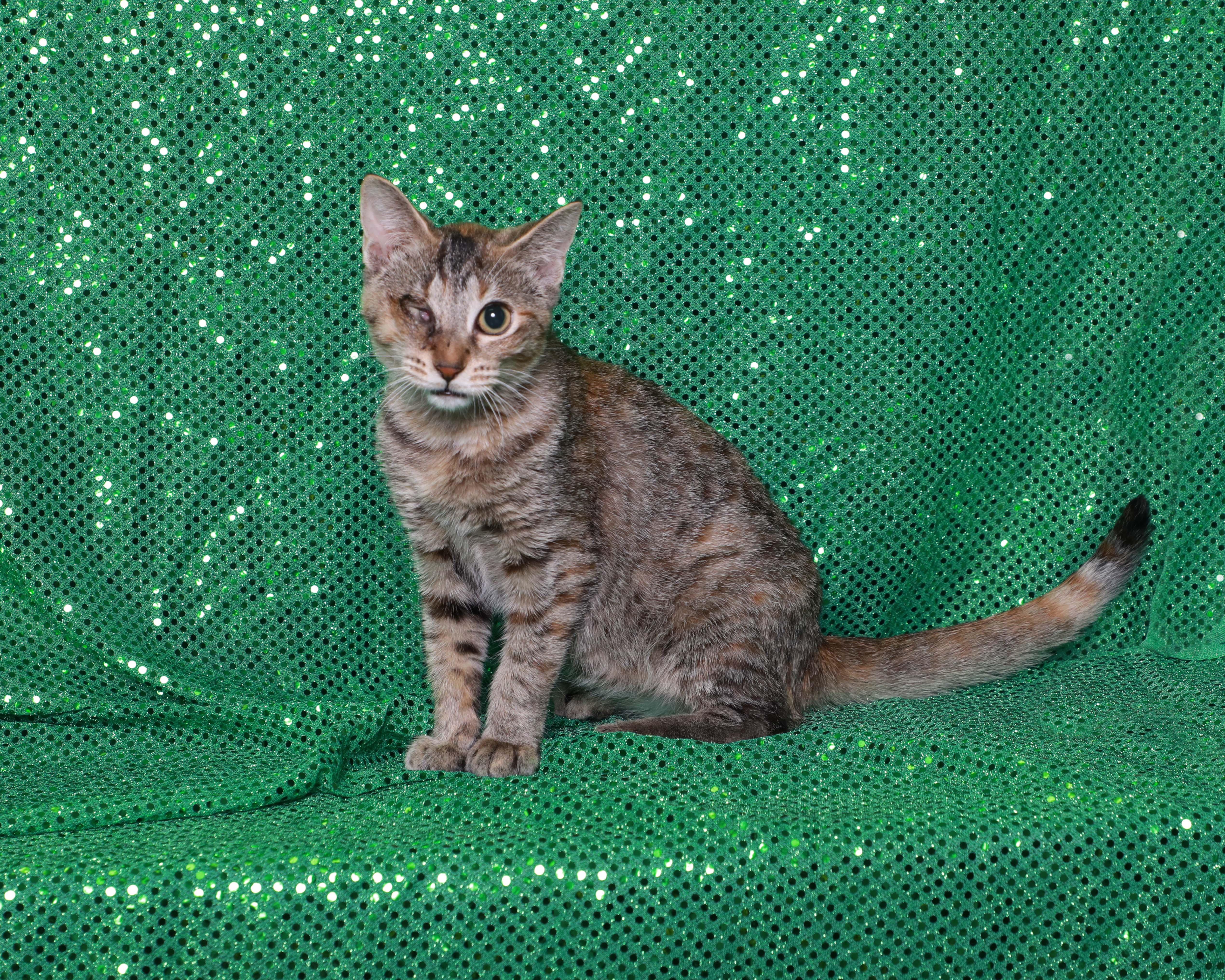 Addie photo