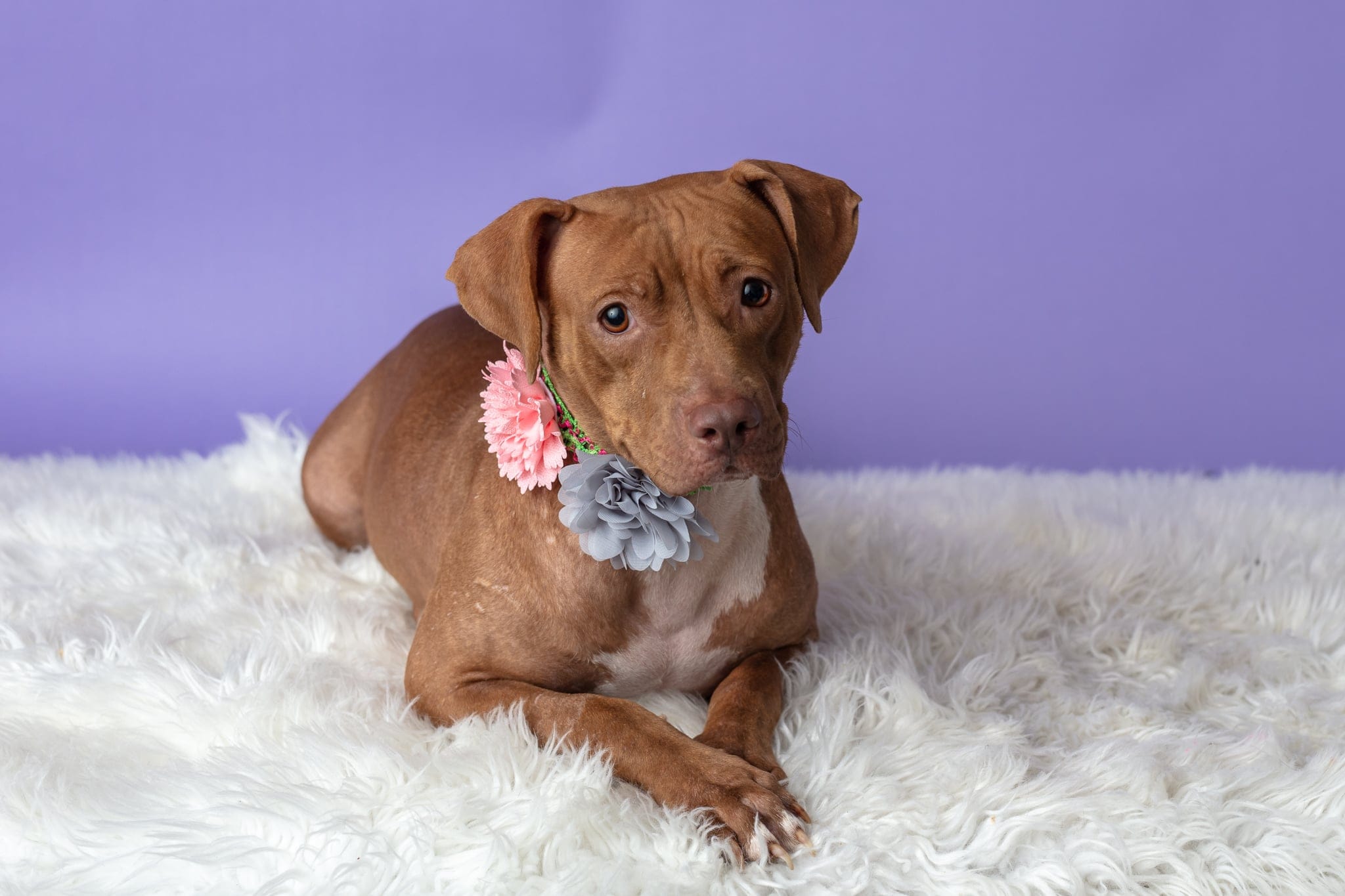 Millie, a Adoptable Mixed Breed in Centerville, GA image 1/5