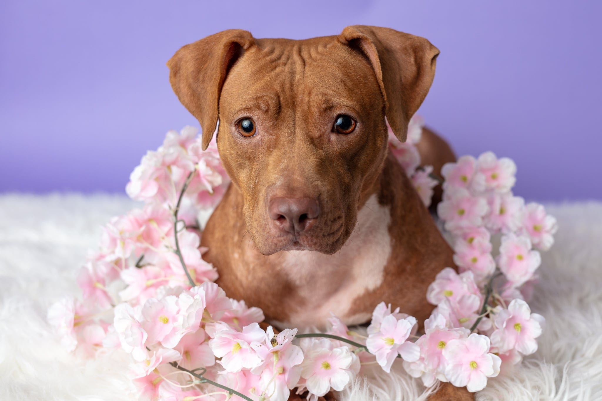 Millie, a Adoptable Mixed Breed in Centerville, GA image 2/5